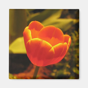 Imán Naranja Tulip
