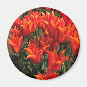 Imán Naranja Tulips, Oregón
