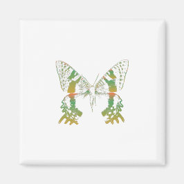 Imán Naranja verde moth de insectos