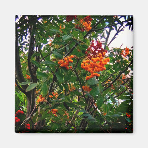 Imán Naranja y bayas rojas