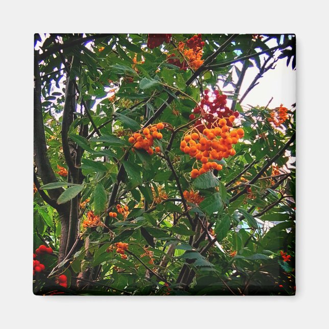 Imán Naranja y bayas rojas (Frente)