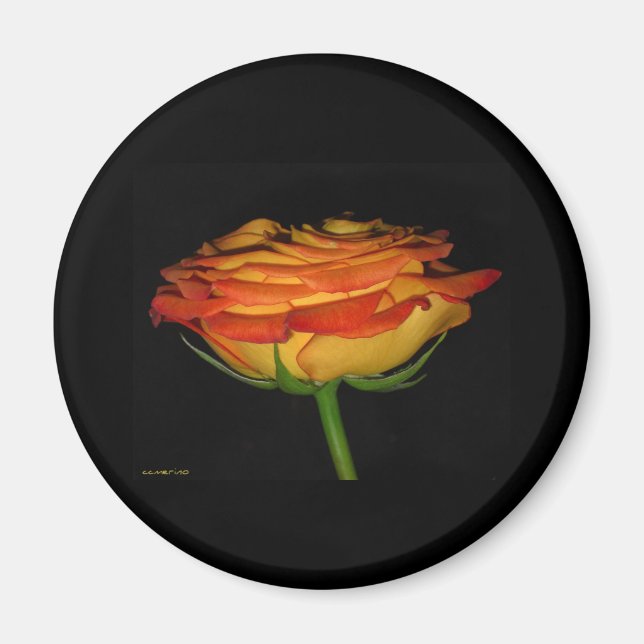 Imán naranja y rosa amarillo (Frente)