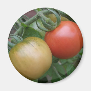 Imán naranja y tomates rojos