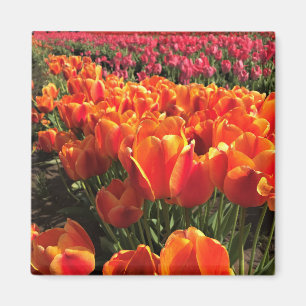Imán Naranja y tulipanes rojos