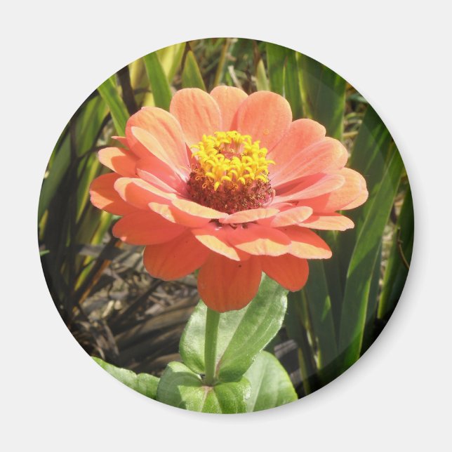 Imán Naranja Zinnia Flower Magnet (Frente)