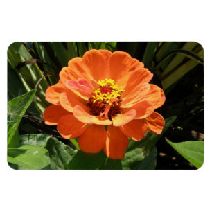 Imán Naranja Zinnia Premium Magnet