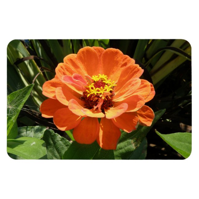 Imán Naranja Zinnia Premium Magnet (Horizontal)