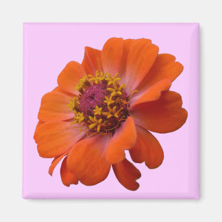 Imán Naranja Zinnia Wildflower Naturaleza Floral