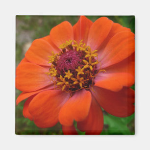 Imán Naranja Zinnia Wildflower Naturaleza Floral