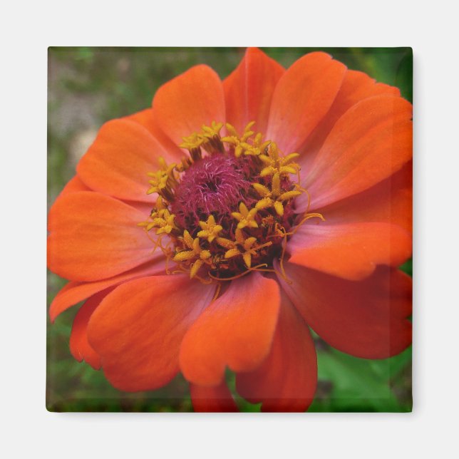 Imán Naranja Zinnia Wildflower Naturaleza Floral (Frente)