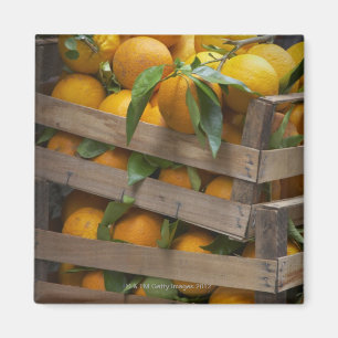Imán naranjas recientemente escogidos