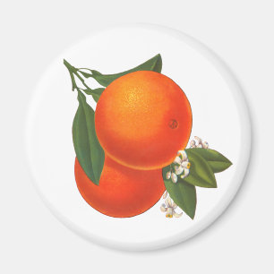 Imán Naranjas Vintage Crate Art Magnet