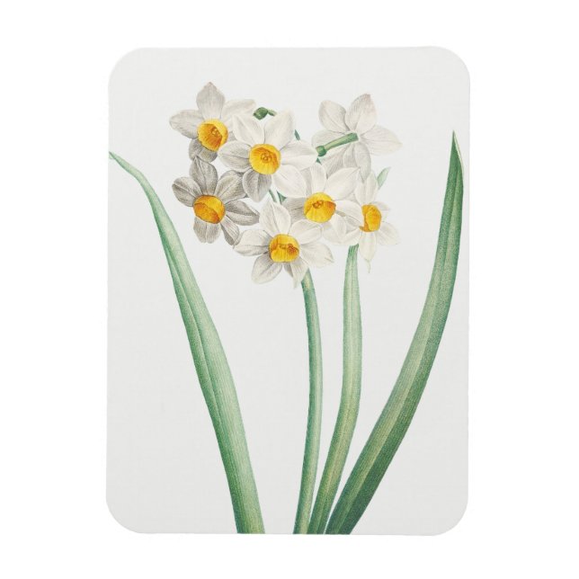 Imán Narciso, Pierre-Joseph Redouté, 1805 (Vertical)