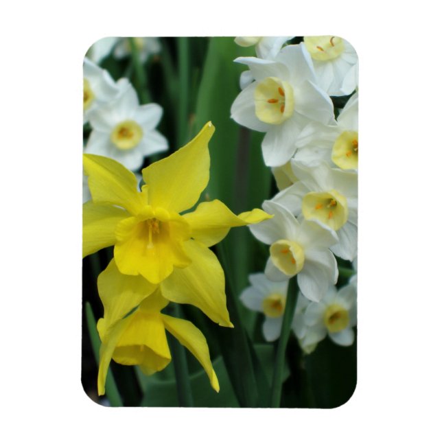 Imán Narcisos (Vertical)