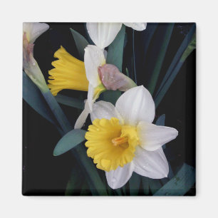 Imán Narcisos
