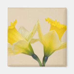 Imán Narcisos amarillos
