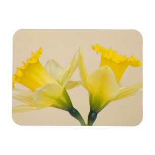 Imán Narcisos amarillos