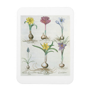 Imán Narcisos, azafranes y jacinto: autum 1.Narcissus