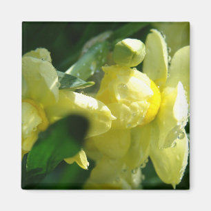 Imán Narcisos con gotas de agua