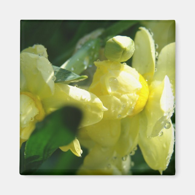 Imán Narcisos con gotas de agua (Frente)