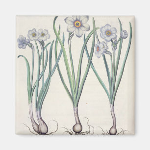 Imán Narcisos: purpureus del medio del maximus