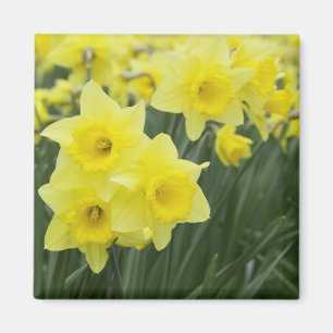 Imán Narcisos RF)