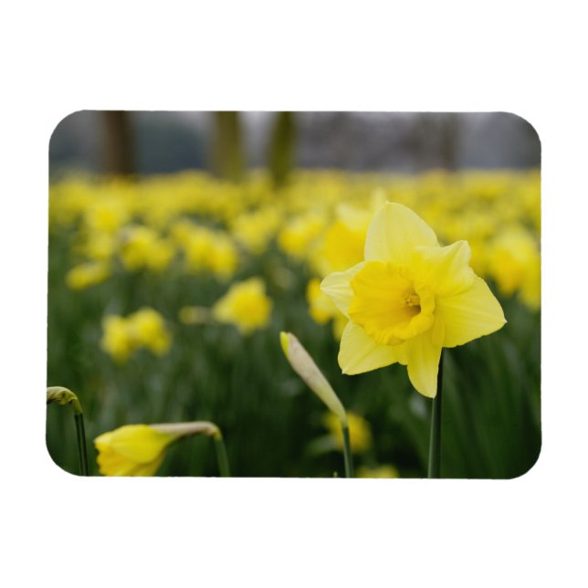 Imán Narcisos (RF) (Horizontal)