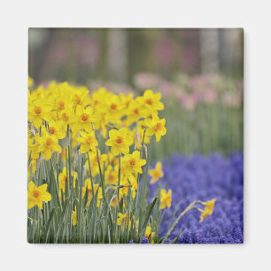 Imán Narcisos y jacintos de uva, Keukenhof