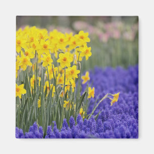 Imán Narcisos y jacintos de uva, Keukenhof 3