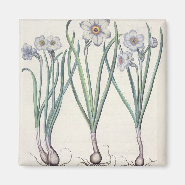 Imán Narcissi: 1.Narcissus maximus medio purpureus; 2.N (Frente)