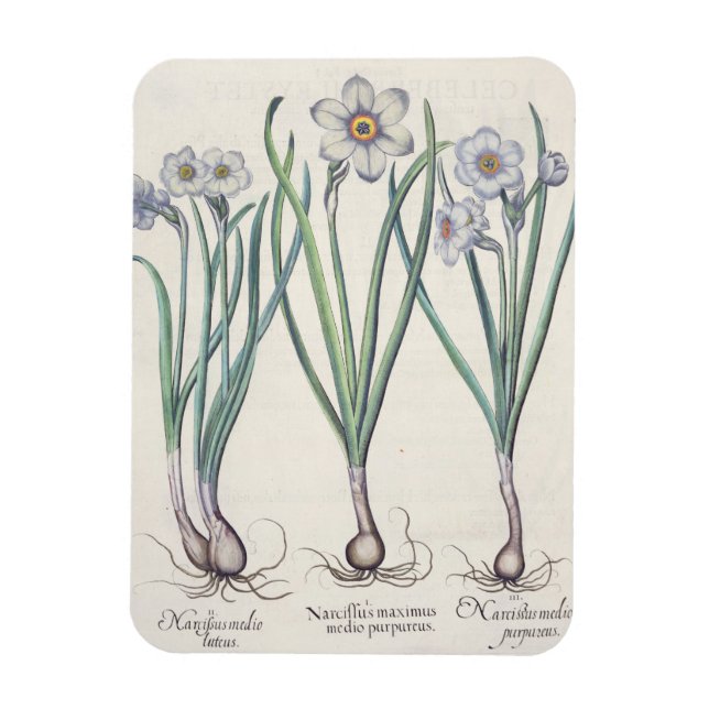 Imán Narcissi: 1.Narcissus maximus medio purpureus; 2.N (Vertical)