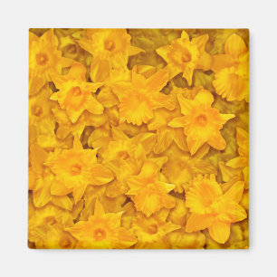 Imán Narcissus Flowers