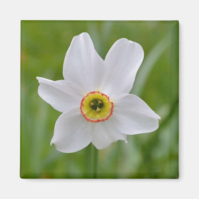 Imán Narcissus Recurvus Flower Magnet (Frente)