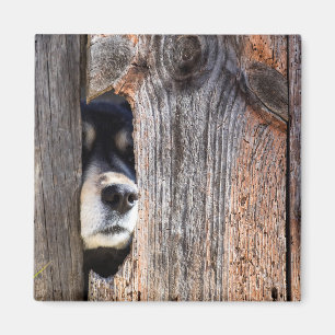 Imán Nariz de pastor alemana asomando la cerca