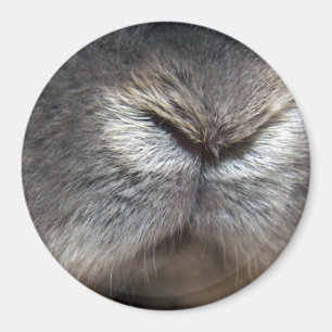 Imán Nariz del conejito