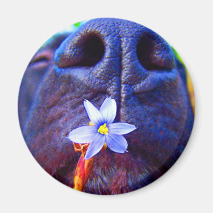 Imán Nariz negra de la mezcla del laboratorio, pequeña