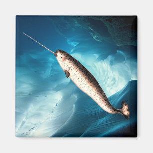 Imán Narwhal Magnet