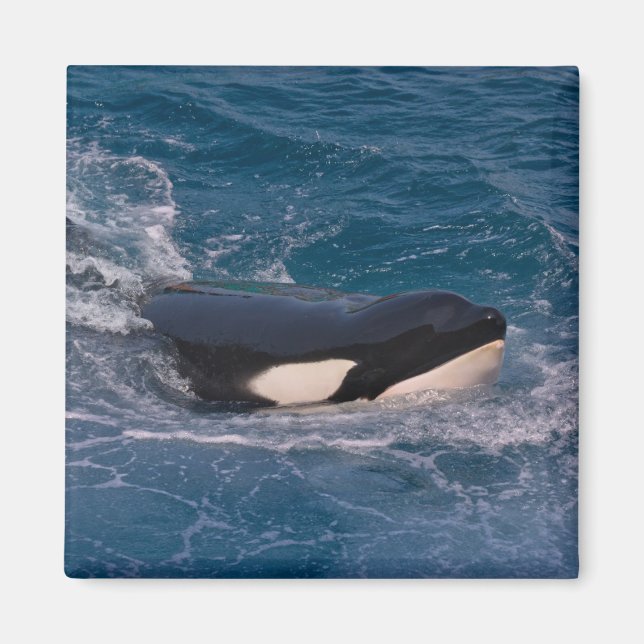 Imán Natación de ballenas asesina (Frente)