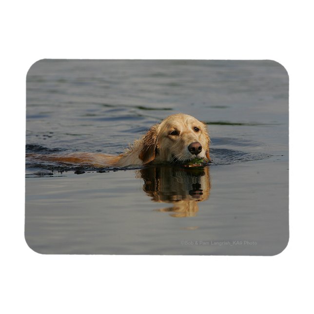 Imán Natación de Golden Retriever (Horizontal)