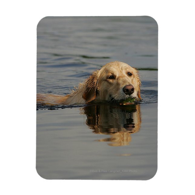 Imán Natación de Golden Retriever (Vertical)