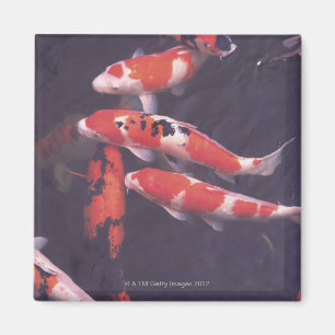 Imán Natación de Koi en piscina