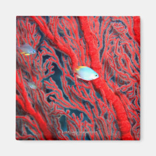 Imán Natación de los pescados en coral