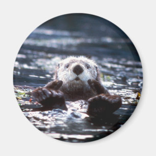 Imán Natación de Otter Sea