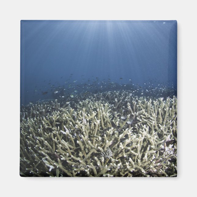 Imán Natación de peces sobre el arrecife muerto (Frente)
