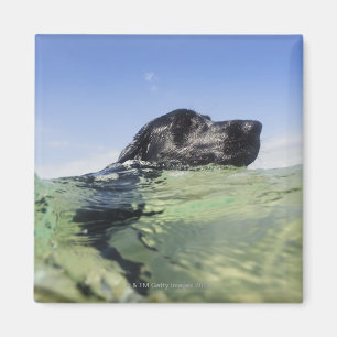 Imán Natación de perro en el agua