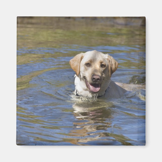 Imán Natación de perros (Frente)