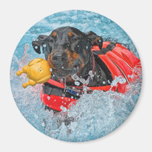 Imán Natación del Doberman con el juguete preferido