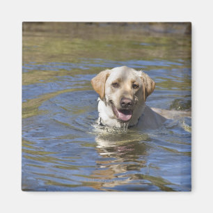 Imán Natación del perro