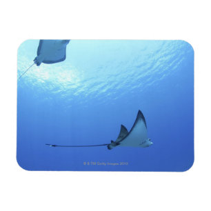 Imán Natación en Rays, Saipan, Islas Marianas del Norte