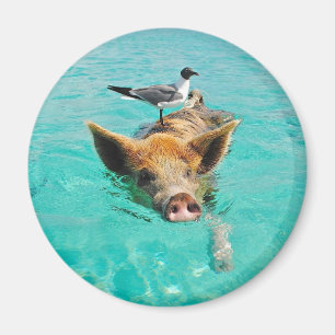 Imán Natación linda del cerdo en agua